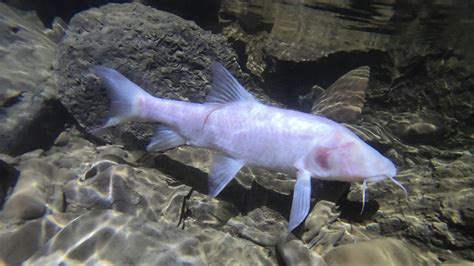 cave fish|Never.